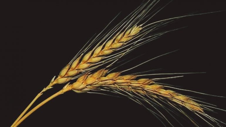 Buğday Başakları | Bektaş Çağdaş