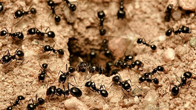 Karıncaların Ölülerini Sevme Biçimleri-Josef H. KILÇIKSIZ