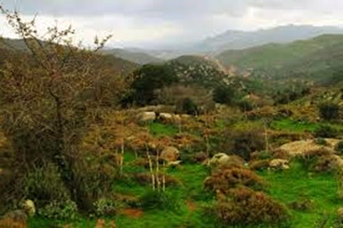 Her şey birbiri için yaşar