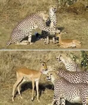 Fotoğrafçı Michel Denis, Kenya’da safaride yakaladığı fotoğraf 